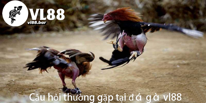 Câu hỏi thường gặp tại đá gà vl88